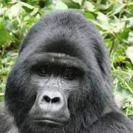 Gorillabirchwood