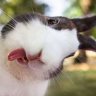 kattyme